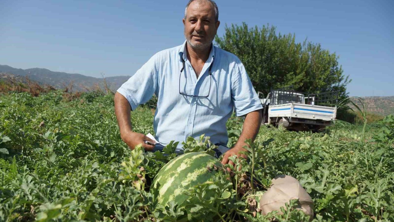 Adana’nın sıcağı Aydın’a yaradı