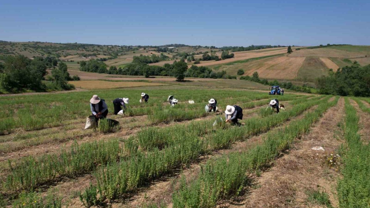 Kocaeli’de kekik hasadı başladı