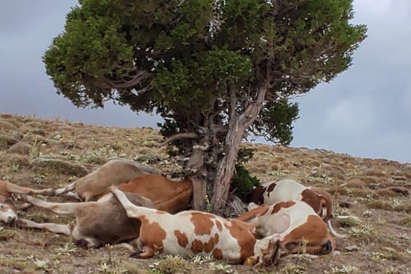 Kars'ta yıldırım isabet eden 11 büyükbaş hayvan telef oldu