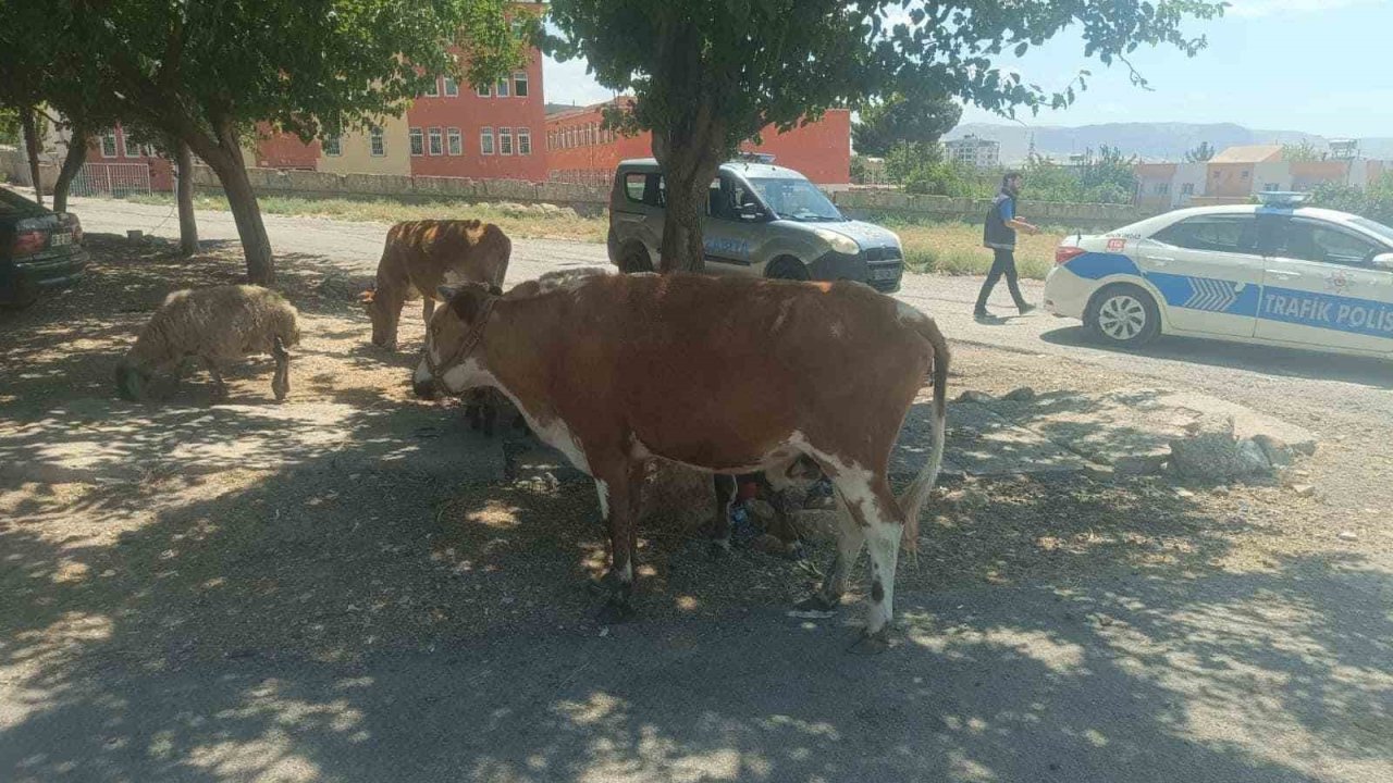 Batman’da başıboş hayvanların sahiplerine ceza kesildi