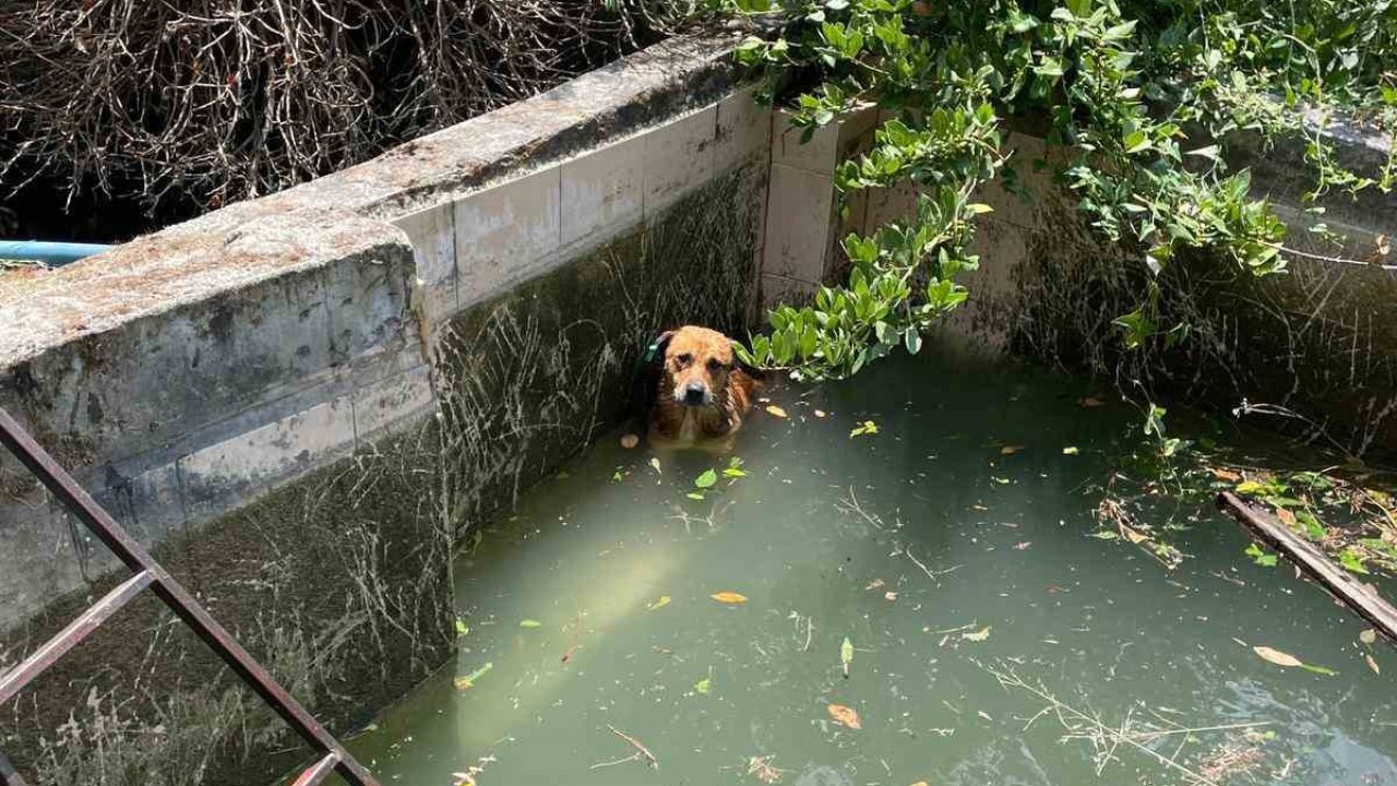 Havuzda mahsur kalan köpek kurtarıldı