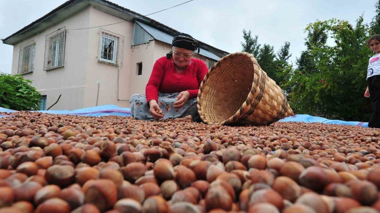 Düzce’de yılın ilk yarısında 6 bin 40 ton fındık ihraç edildi