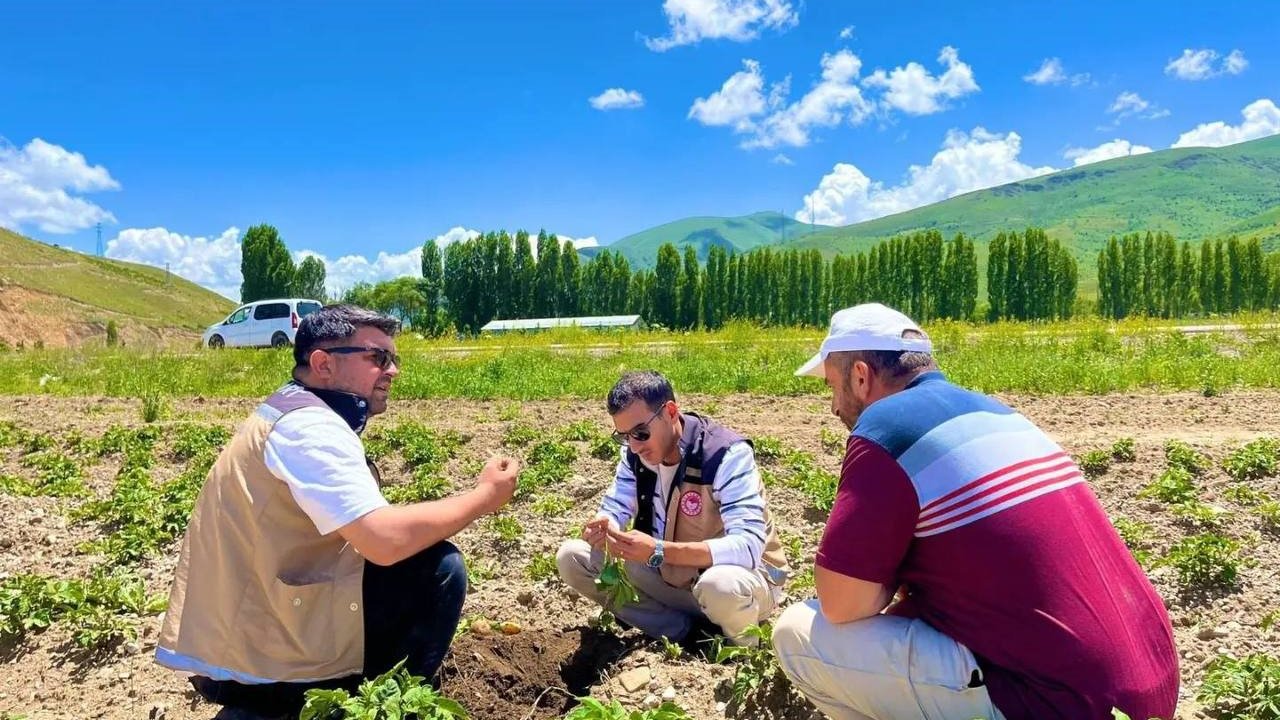 Bayburt’ta patates ekili alanlarda hastalık ve zararlı kontrolleri yapıldı