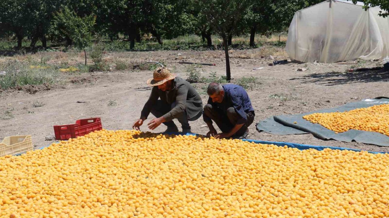 Kayısının dalından 115’den fazla ülkeye ihracat