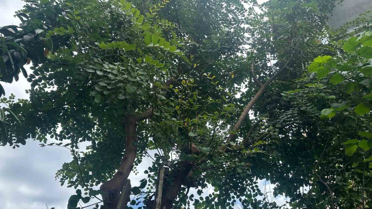 Karadeniz’de keçiboynuzu ağacı yetiştirdi, görenler şaştı kaldı