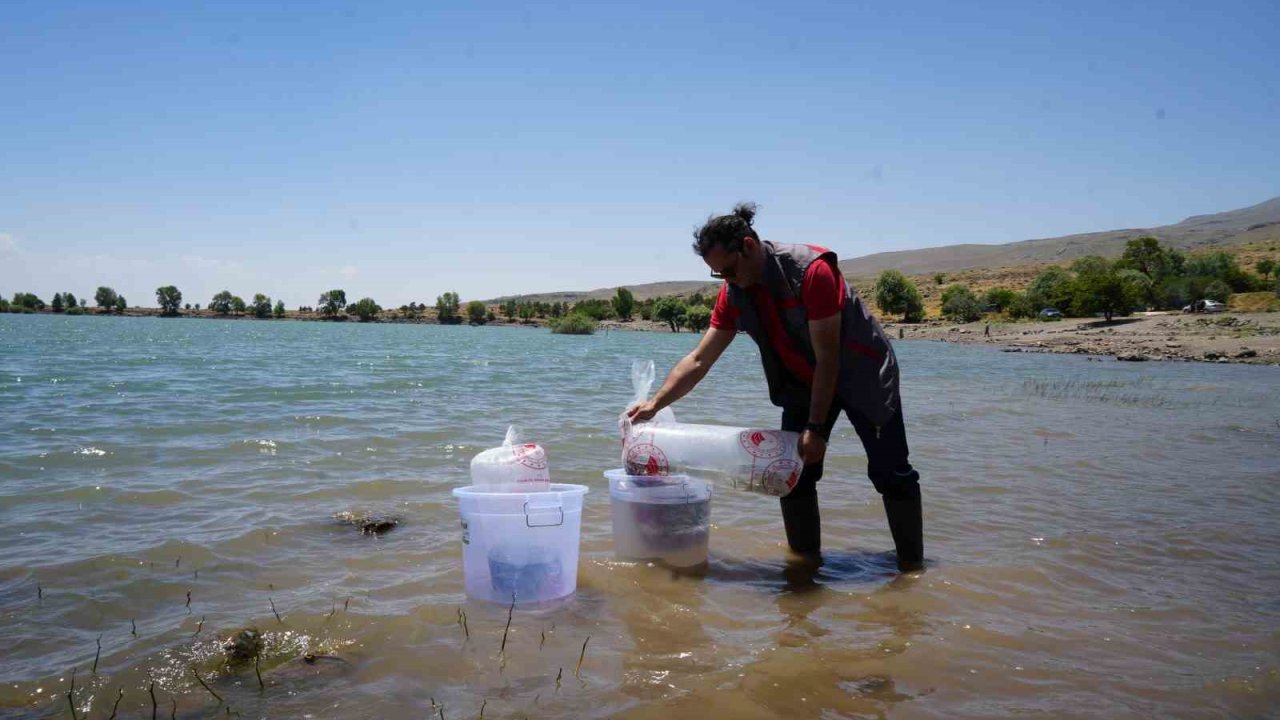 Niğde’deki göletlere 52 bin balık bırakıldı