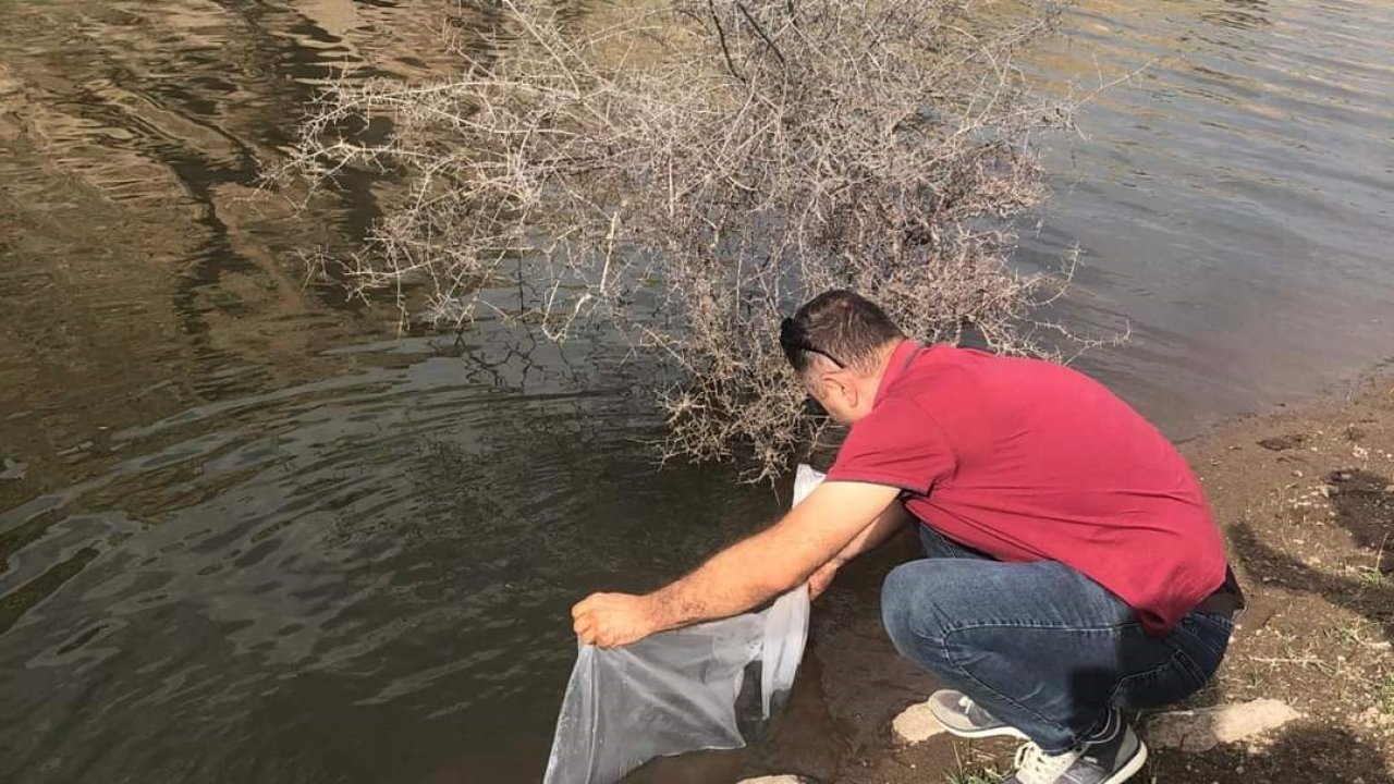 Şuhut’taki göletlere 73 bin adet yavru sazan balığı bırakıldı