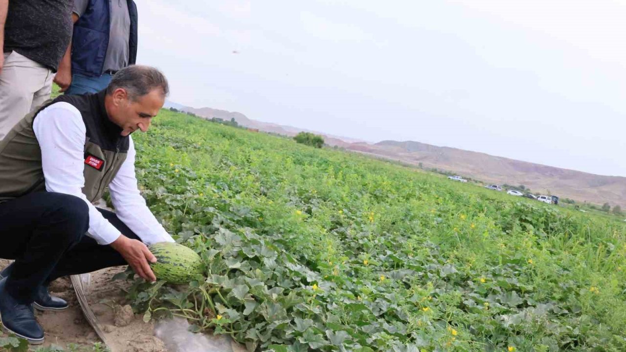 Kars’ın kavun ve karpuz ihtiyacı Digor’dan karşılanacak