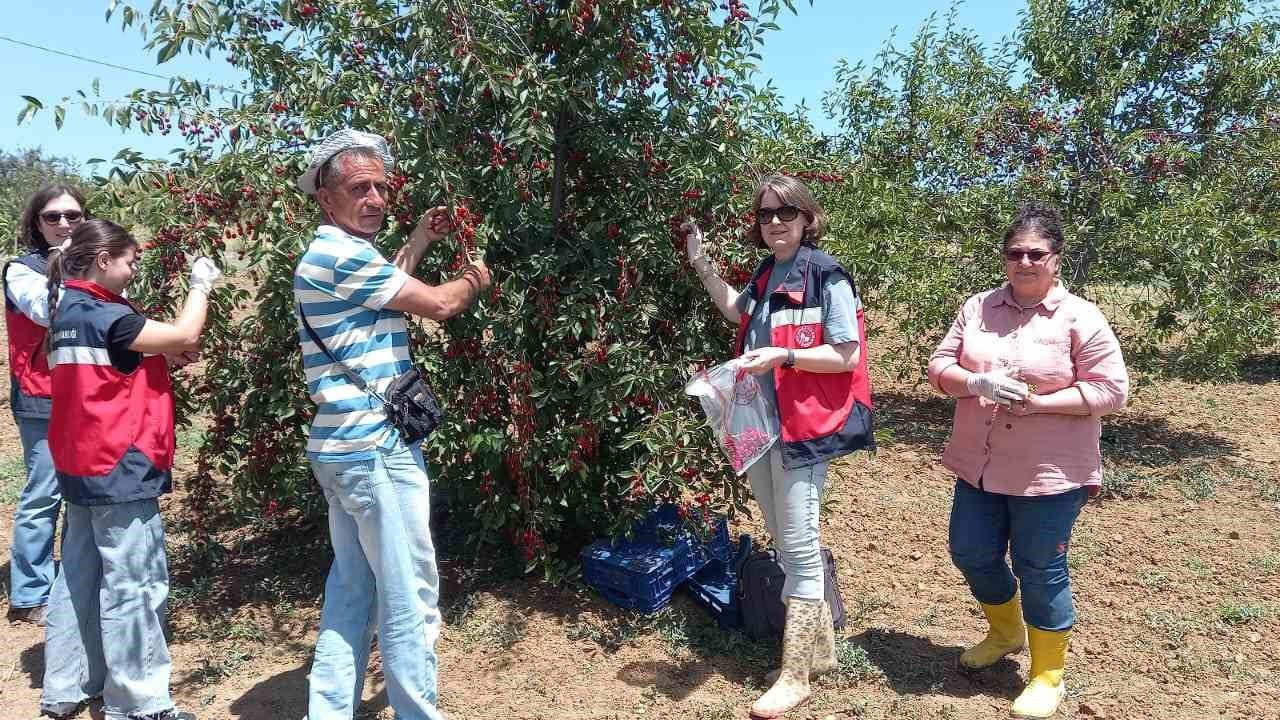 Kütahya’da kiraz ve vişne numunesi alımları