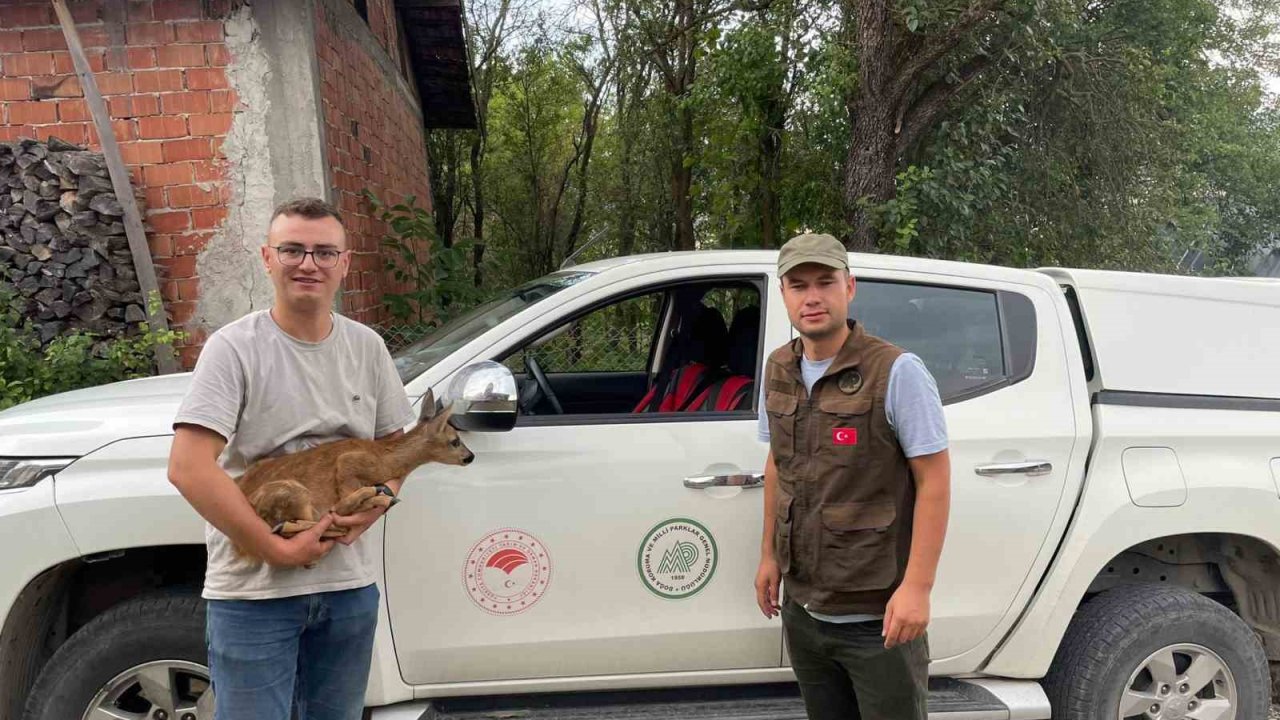 Köpeklerin saldırdığı yavru karacayı vatandaş kurtardı