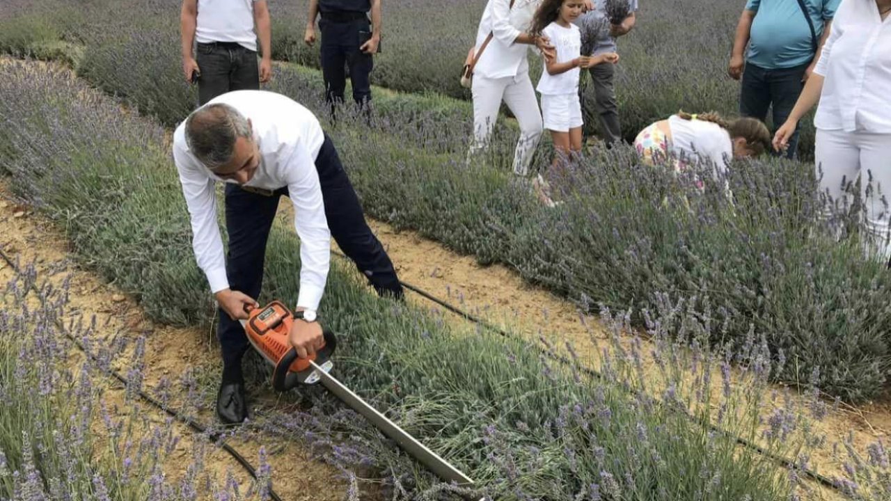 Paşalimanı Adası’nda lavanta hasadı gerçekleşti