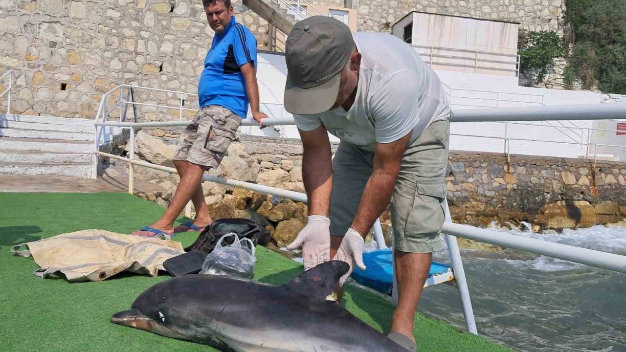 Kuşadası’nda ölü yunus karaya vurdu