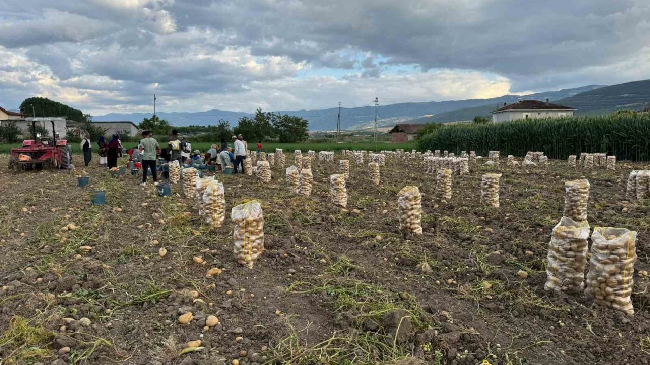 Niksar’da yerli patates hasadı yapıldı