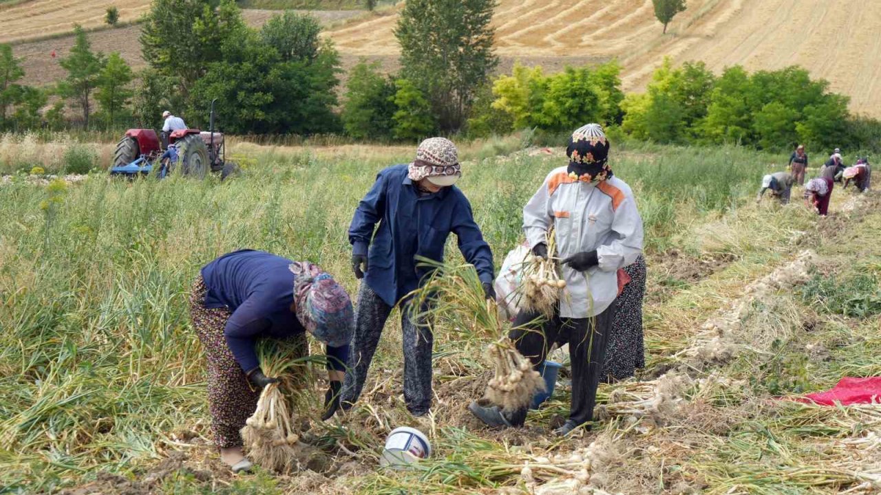 Taşköprü sarımsağında hasat devam ediyor, 40 ila 130 lira arasında satılıyor