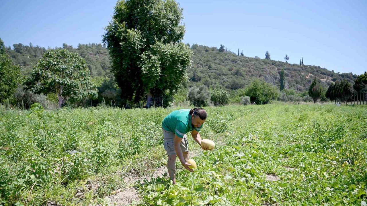 Adabahçe’yi yazın bereketi sardı