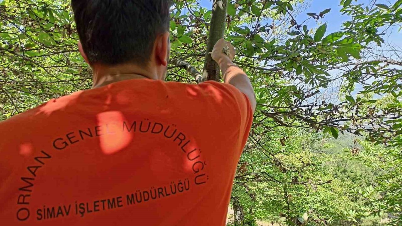 Simav’da kestane dal kanseri ile biyolojik mücadele