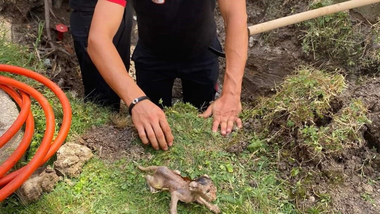 Lüleburgaz’da boruya sıkışan kedi kurtarıldı