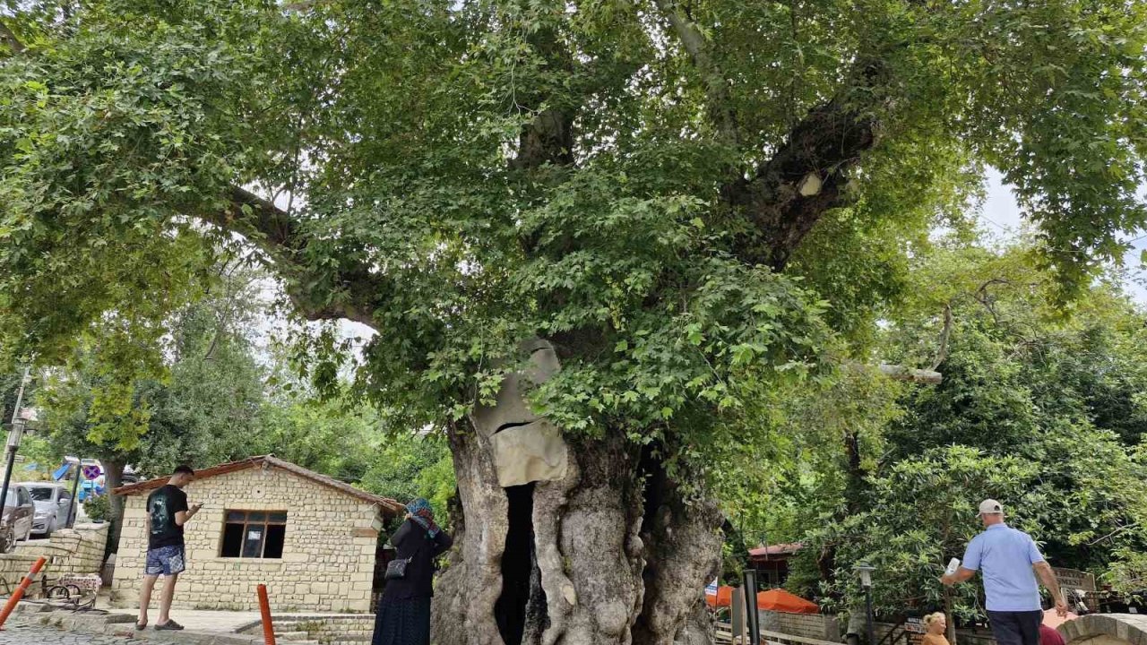 3 bin yıllık olduğuna inanılan abide çınar ağacı, dev cüssesiyle ilgi uyandırıyor