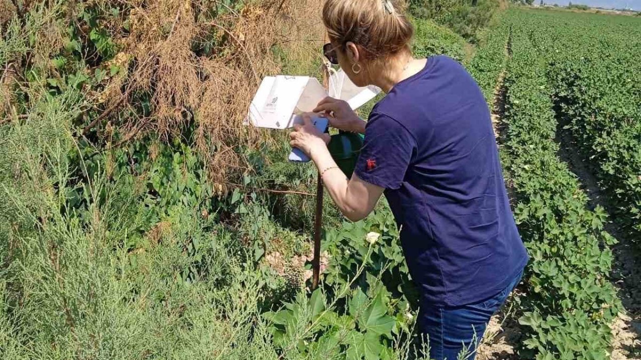 Söke’de zararlı sinek tuzakları kontrol edildi