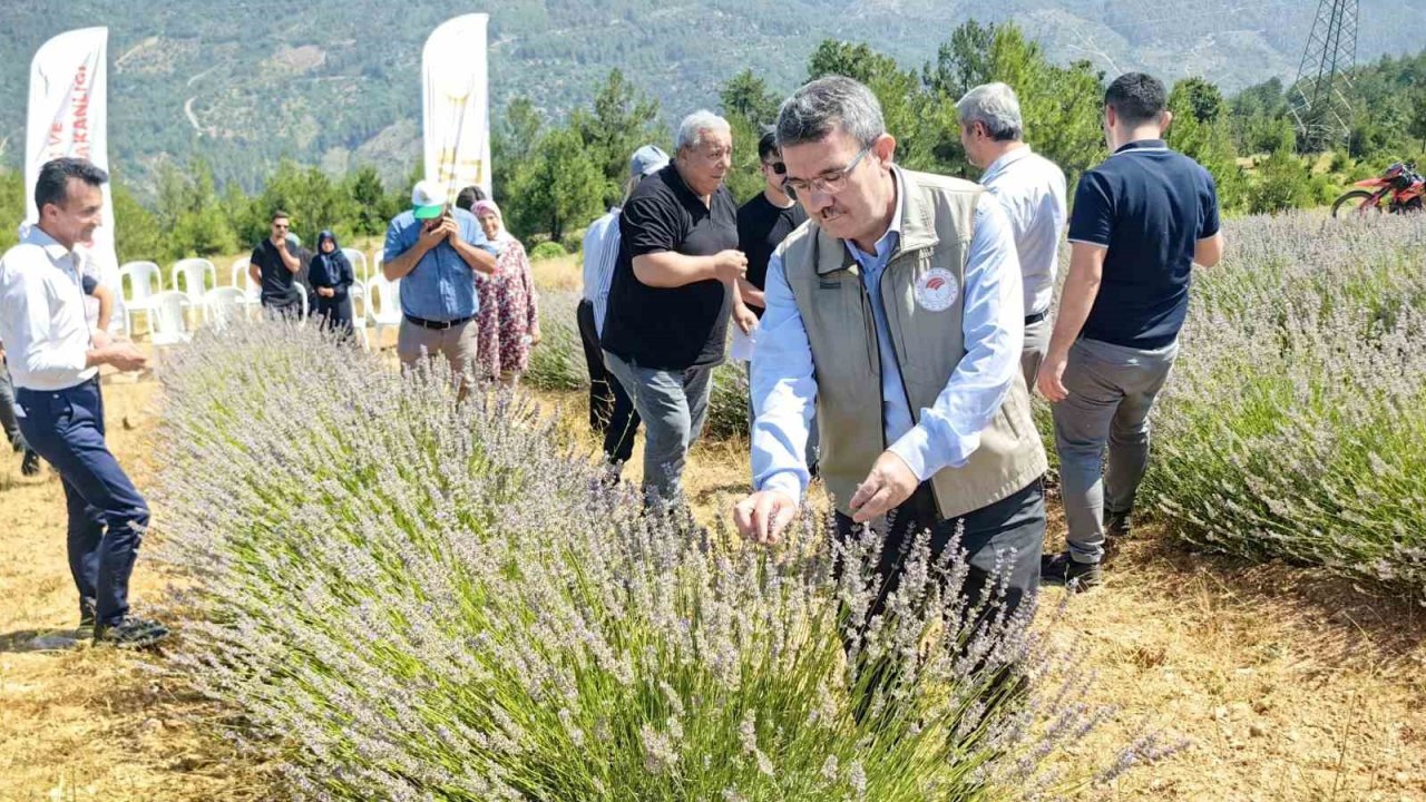 Orhaneli’nde lavanta hasadı başladı