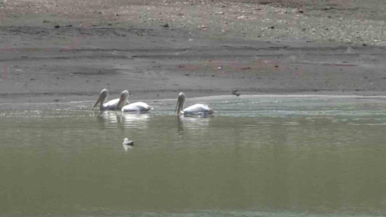 Kars’ta pelikan ve karabatakların yiyecek araması kamerada