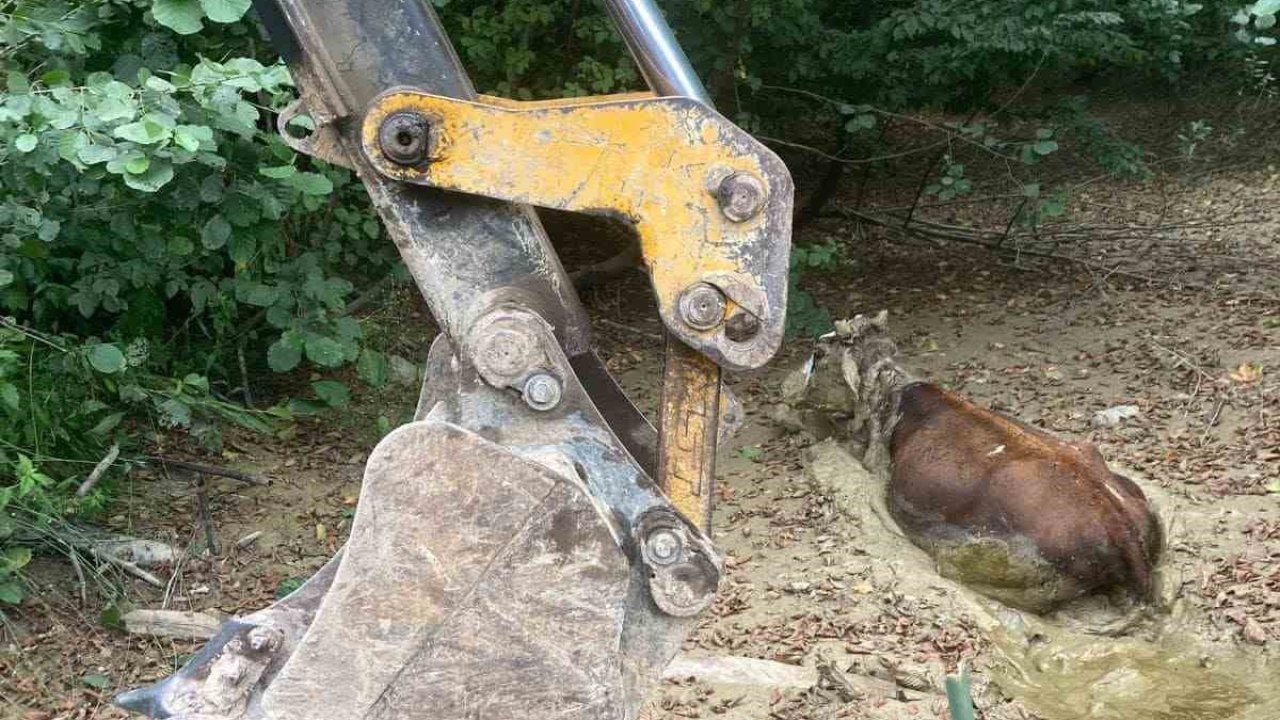 Çamura saplanan ineği ekipler kurtardı