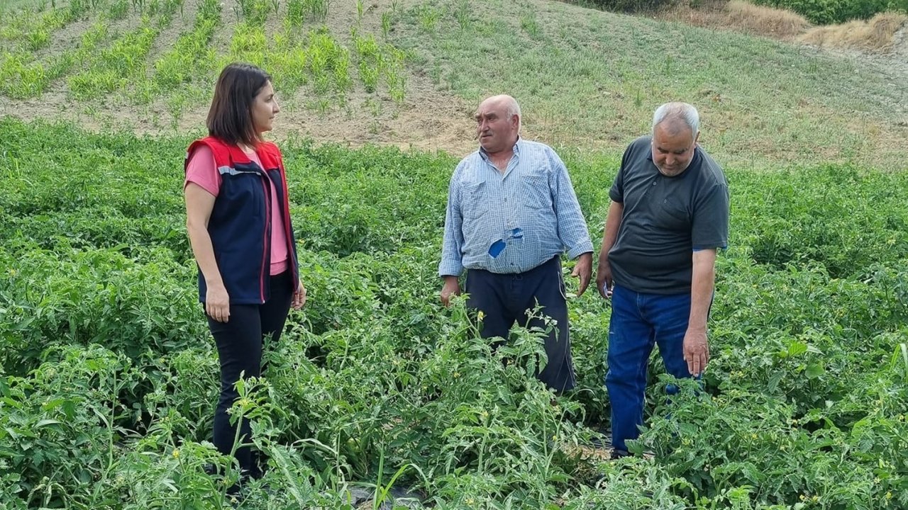 Kuyucak’ta proje kapsamında dağıtılan domates fideleri kontrol edildi