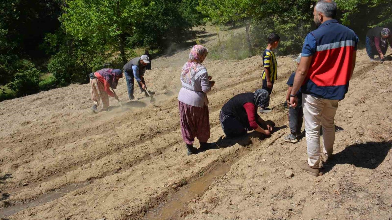 Tavşanlı’da ’Ölmez otu’ fide teslimi ve dikim işleri yapıldı