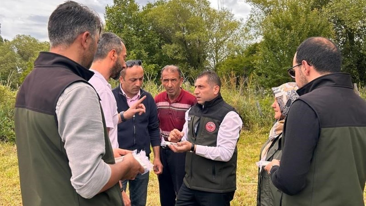 Samuray arıları, kahverengi kokarca ile mücadele için doğaya salındı