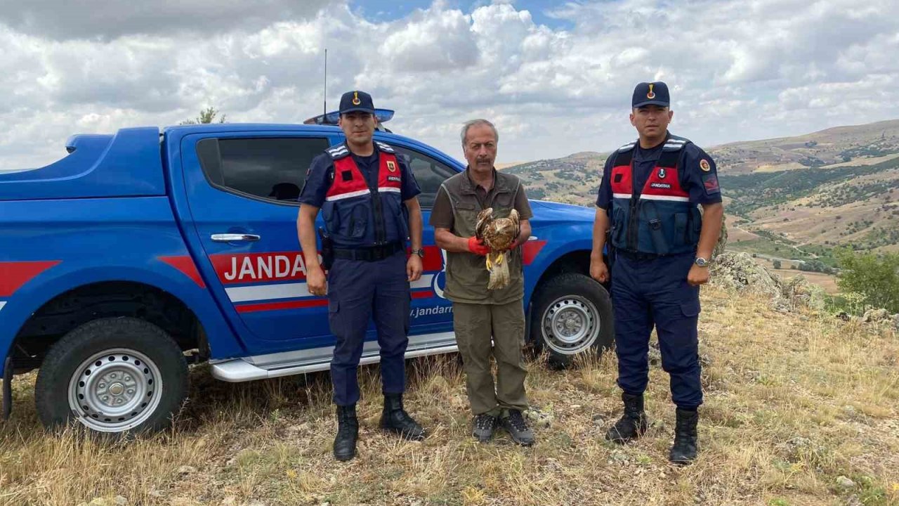 Yaralı kızıl şahin tedavisinin ardından doğaya salındı