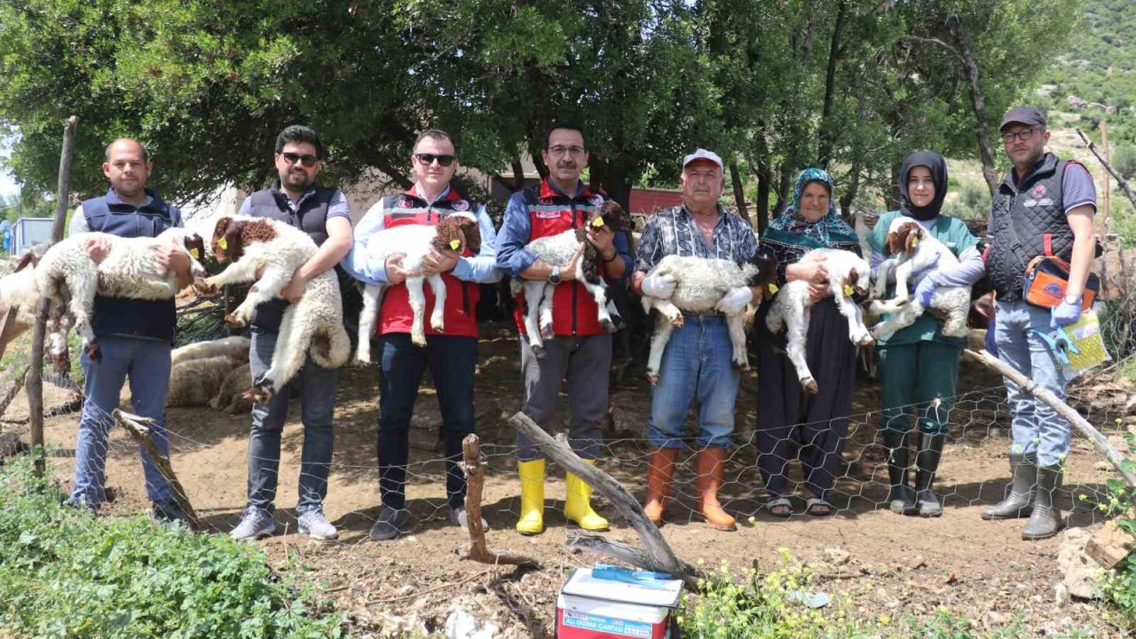 Gaziantep’teki depremzede besiciler devlet desteğiyle üretime devam ediyor