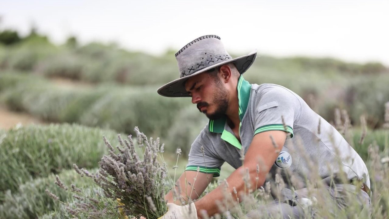 Merkezefendi’nin mor güzelliğinde hasat tamamlandı