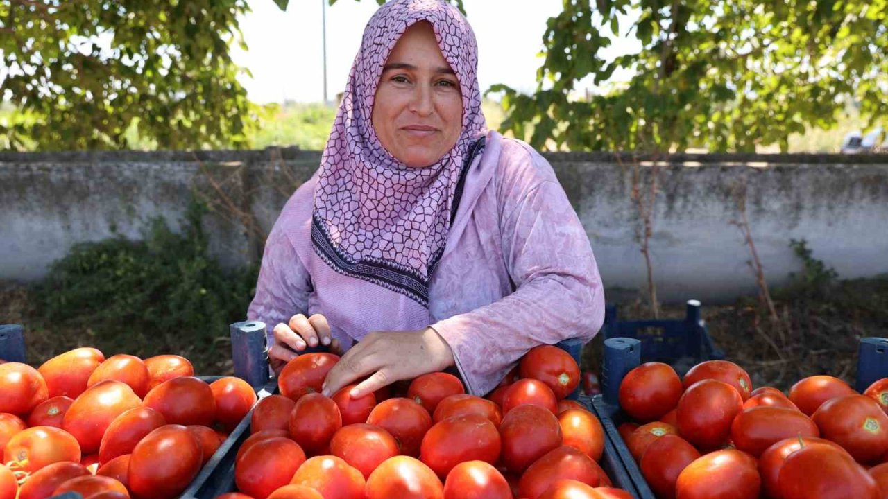 Aydın’da salça ve kışlık telaşı başladı