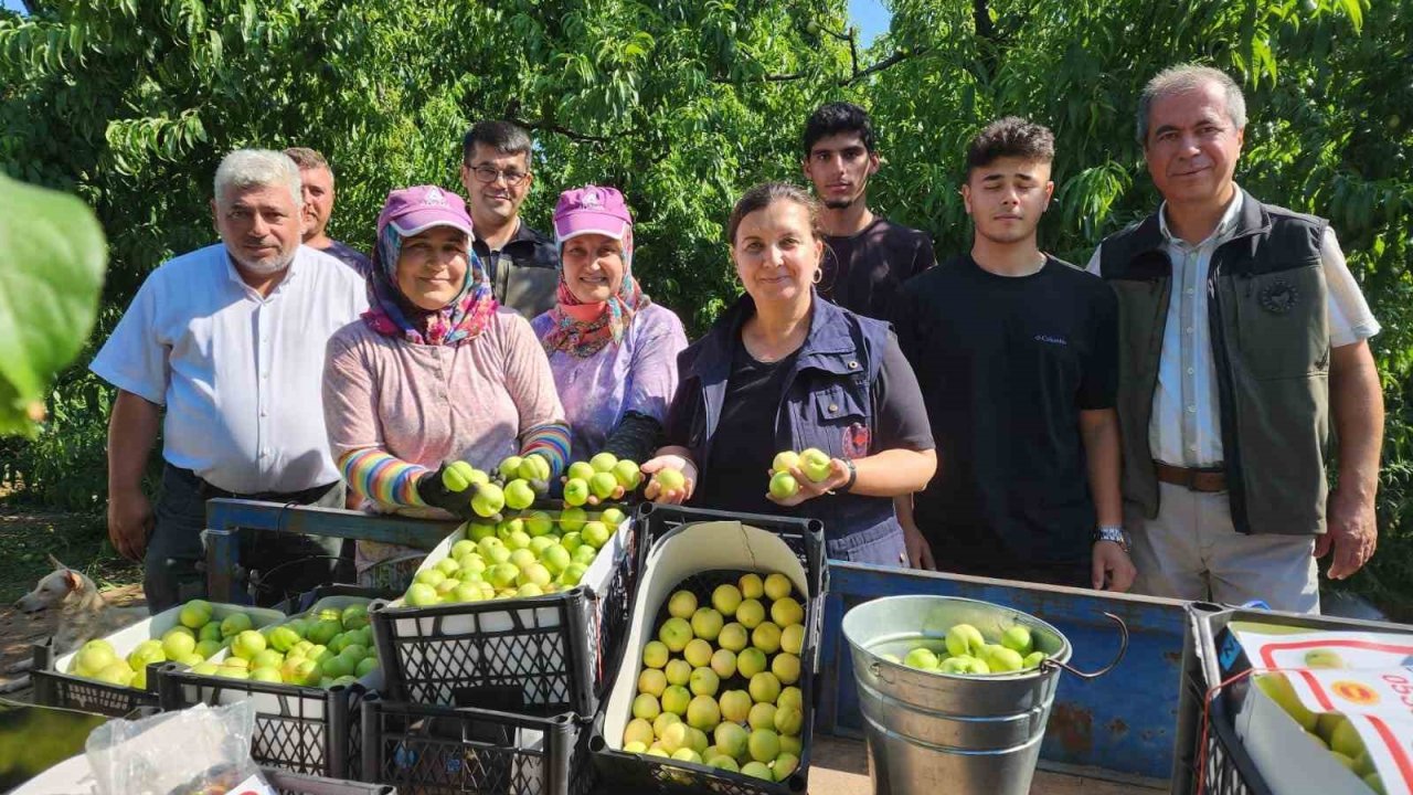 ’Bayramiç beyazı’nda 20 bin ton üretim bekleniyor