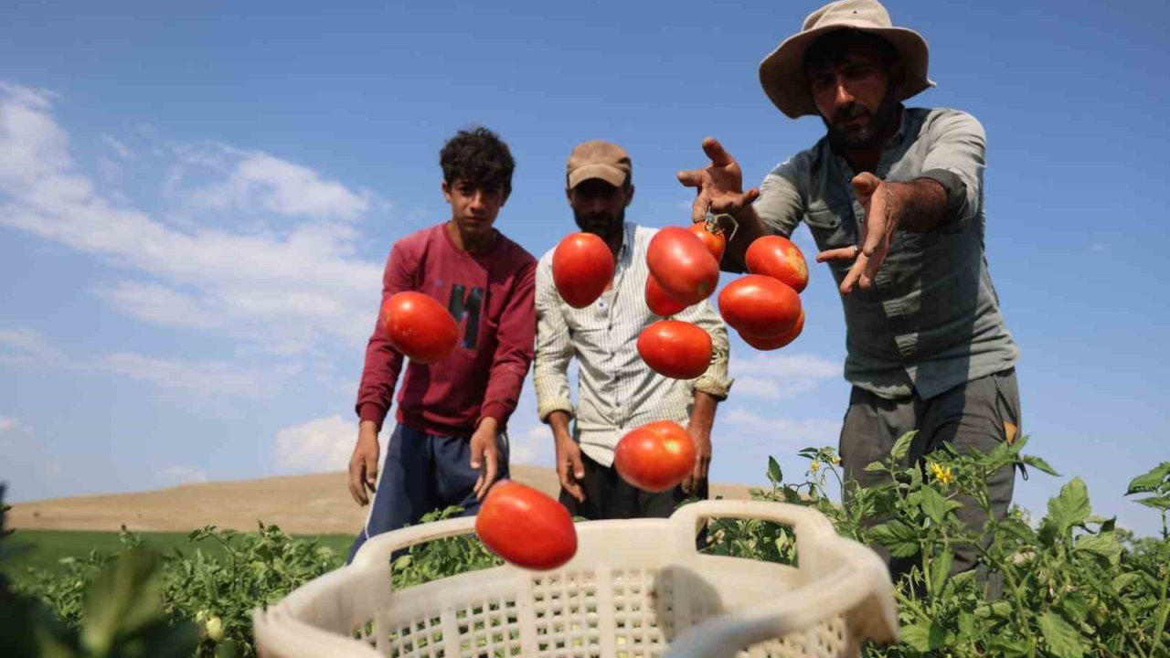 3 bin dönüme domates eken üretici vatandaşlara seslendi: ’’Gelin tarladan 8 liraya alın’’