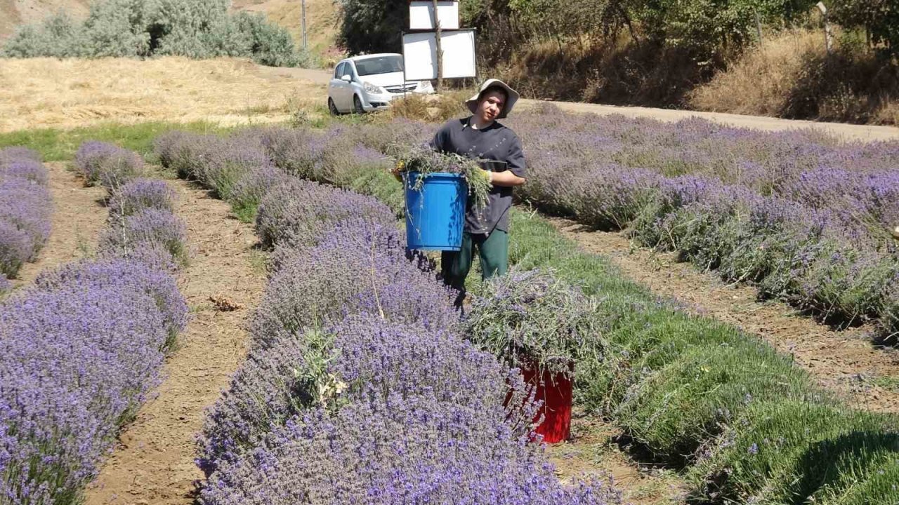 Yozgat’ta hububata alternatif olarak ekilen lavanta üreticinin gözdesi oldu