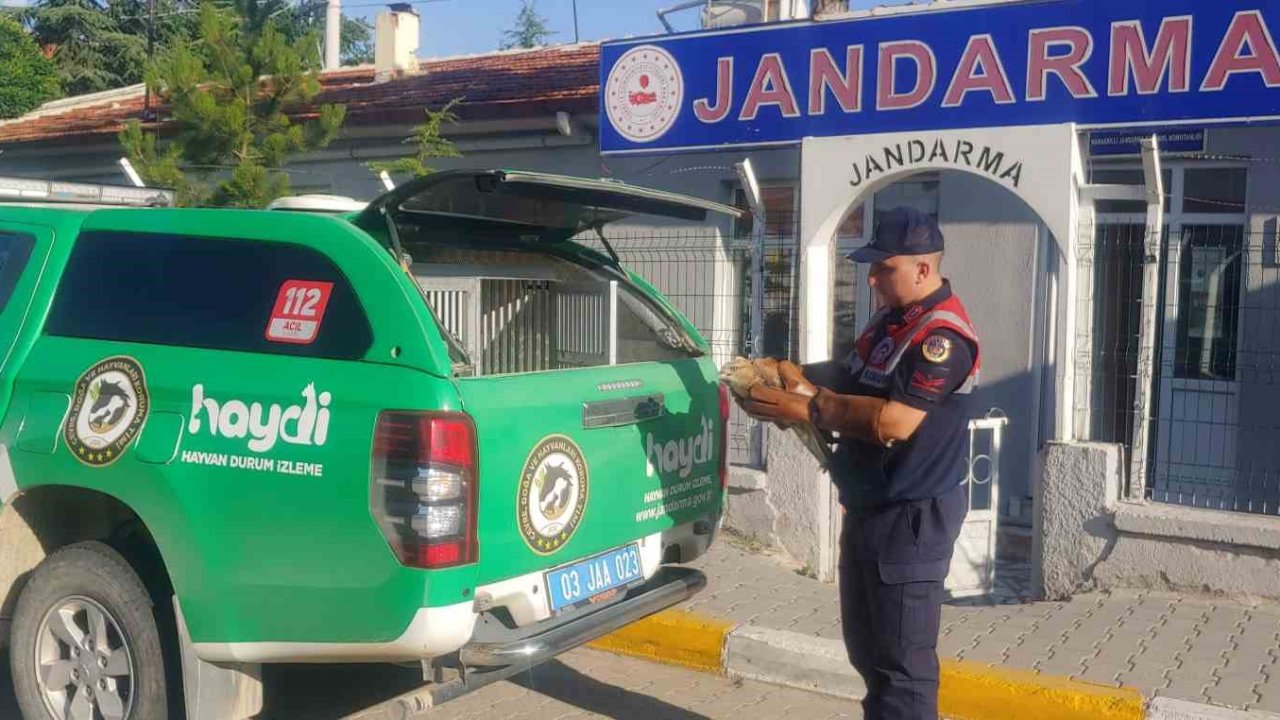 Jandarmanın bulduğu yaralı kızıl şahin koruma altına alındı