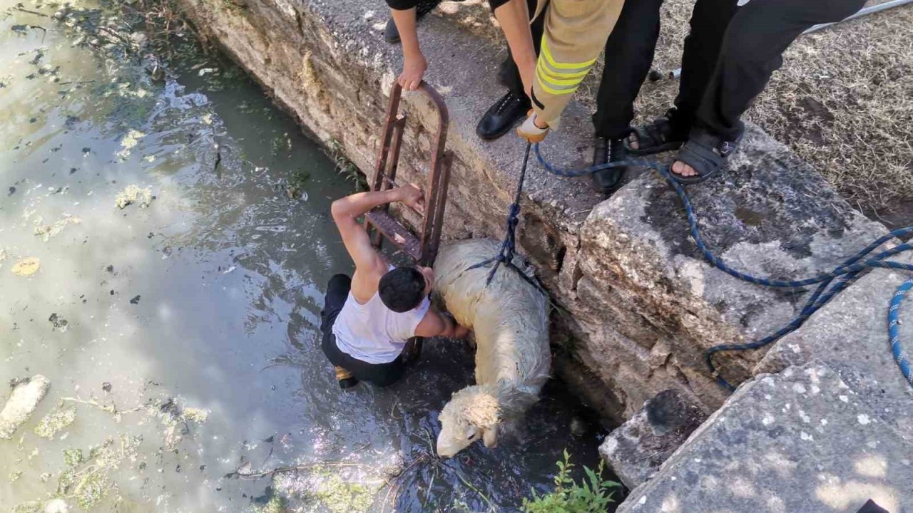 Havuza düşen koyunu itfaiye ekipleri kurtardı