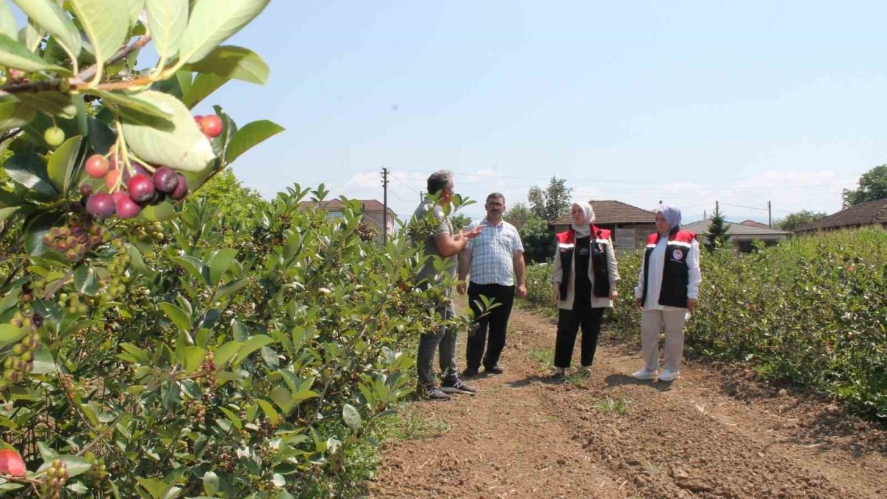 Düzce’de üretimi her geçen yıl artıyor