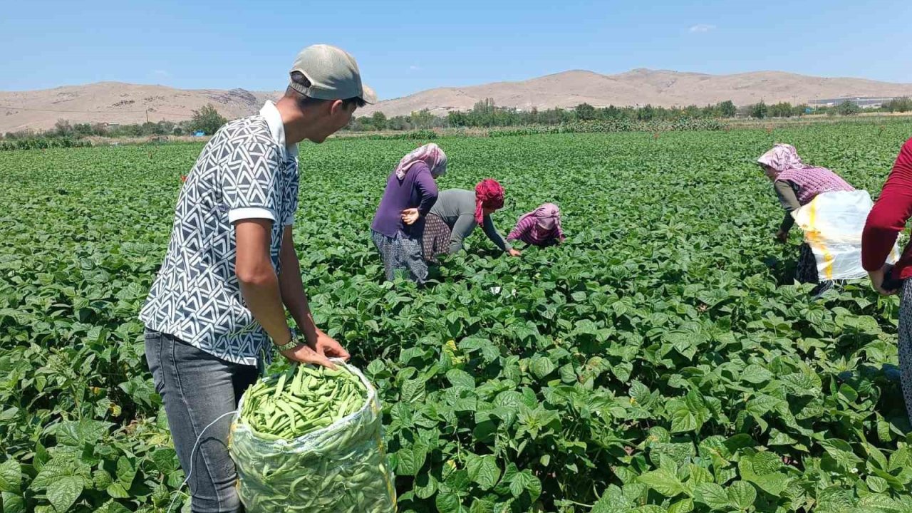 Fasulyenin satış fiyatının bir anda düşmesi üreticileri üzdü