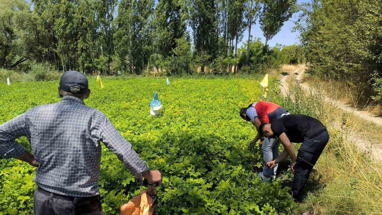 Emet’te üreticiler patates zararlıları ve gübreleme konularında bilgilendirildi