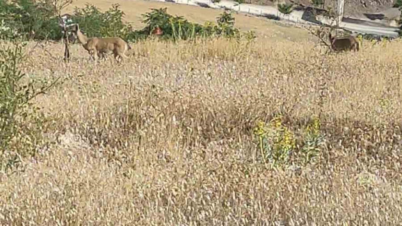 Elazığ’da dağ keçileri görüldü