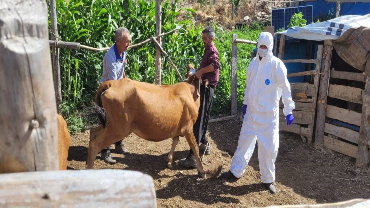 Adana’da şarbon hastalığı tespit edildi