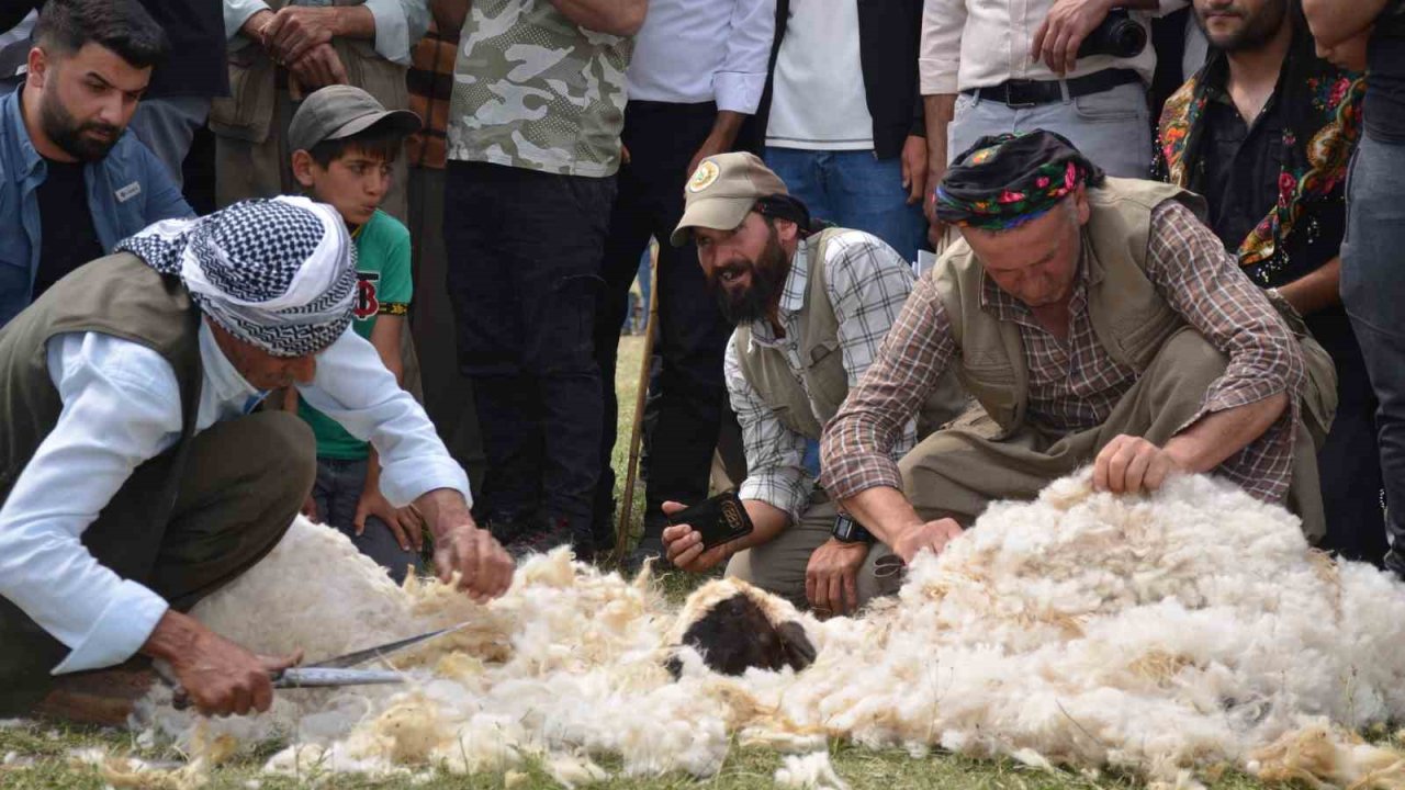 Beytüşşebap’ta besiciler Kuzu Kırkma Festivali’nde birincilik için mücadele etti