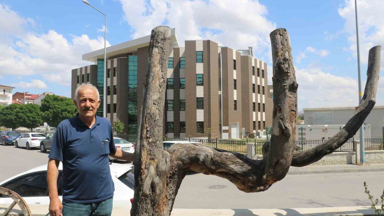 Şekli dikkatini çekti, kestirip bahçesinde yıllarca muhafaza etti