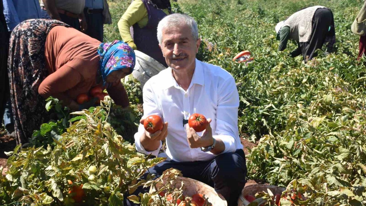 Tahmazoğlu çiftçilerle tarlada domates, topladı