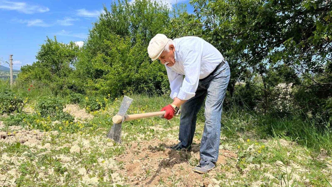 80 yaşında tarlada gençlere taş çıkartıyor: "Çalışmadan duramıyorum"