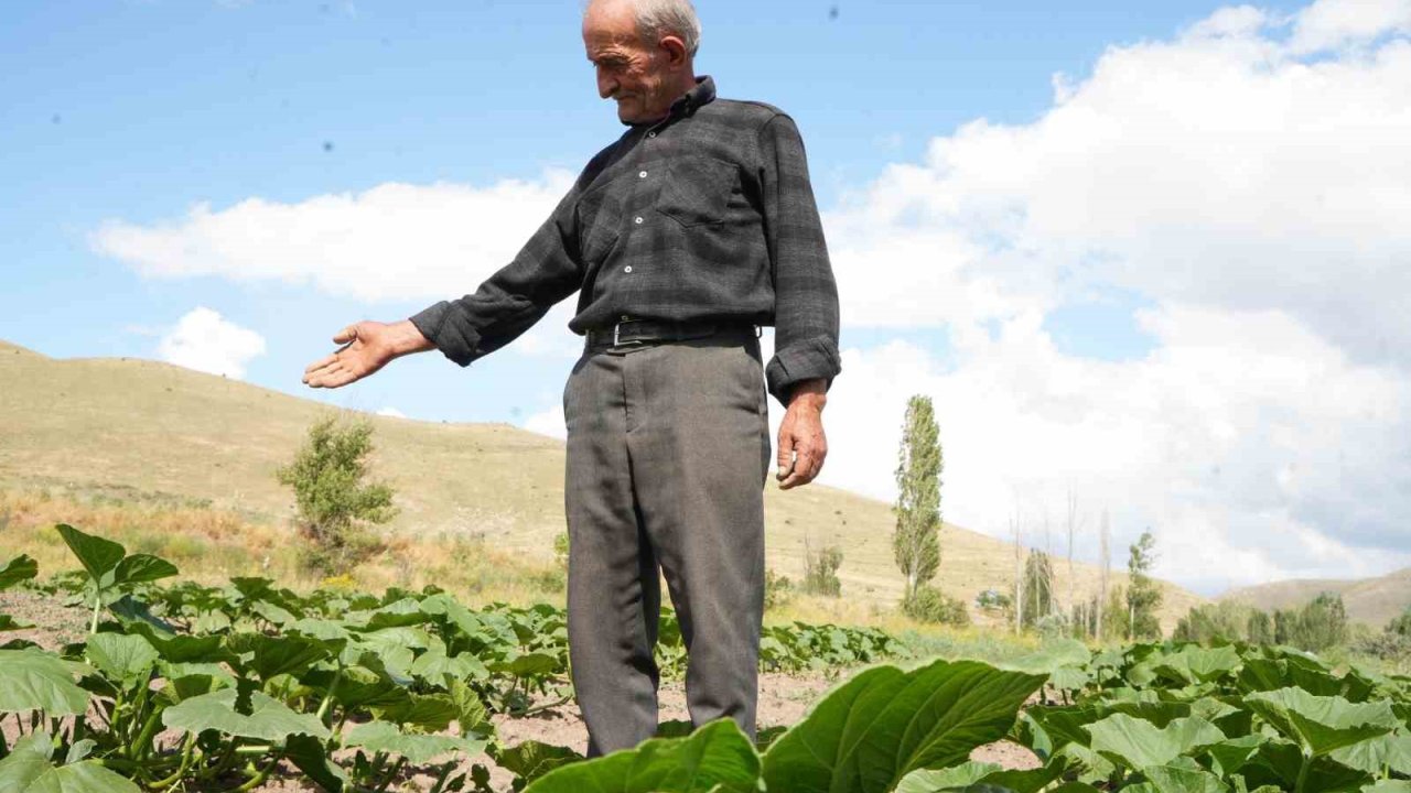 Ata tohumundan organik bal kabakları toprakla buluşturuldu