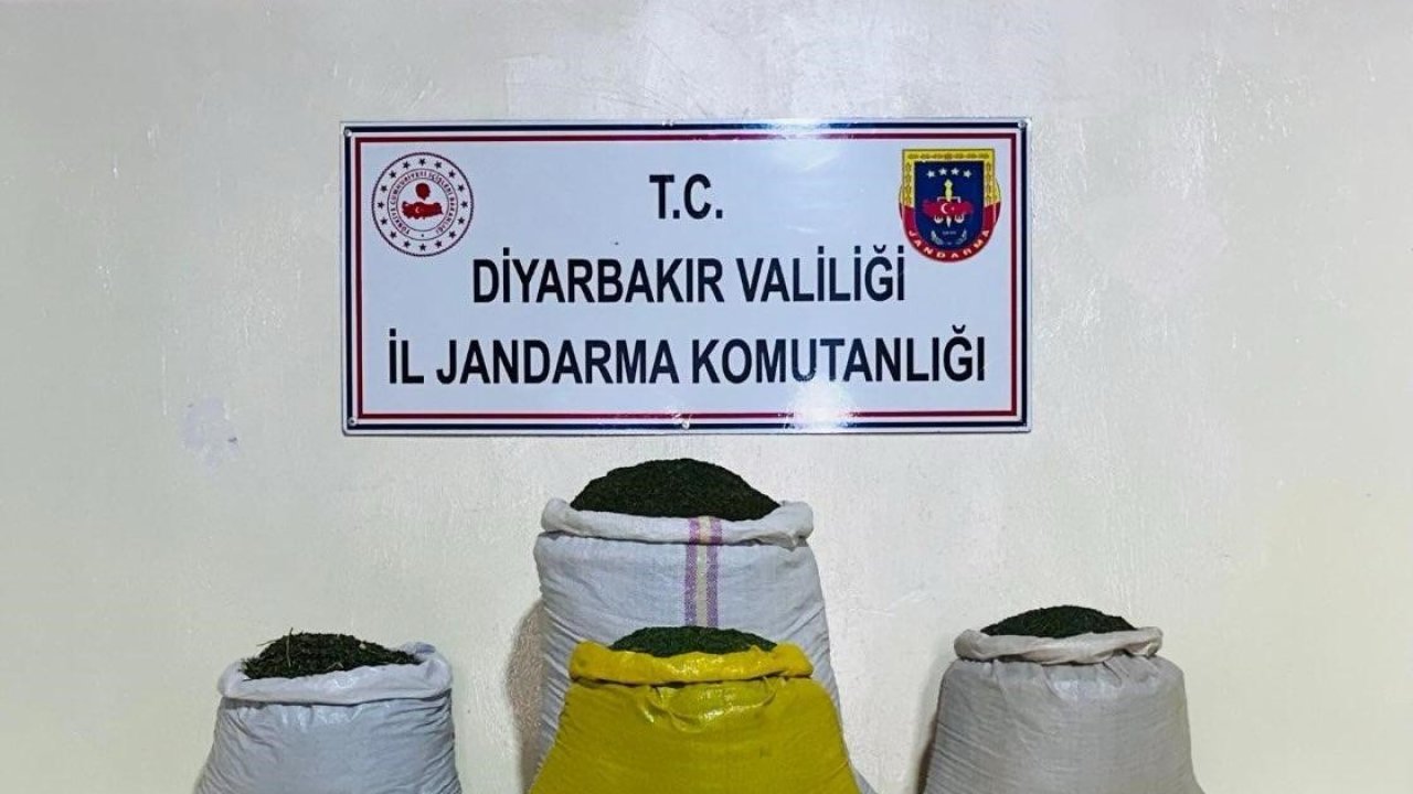 Lice’de 170 bin 500 kök kenevir bitkisi ele geçirildi