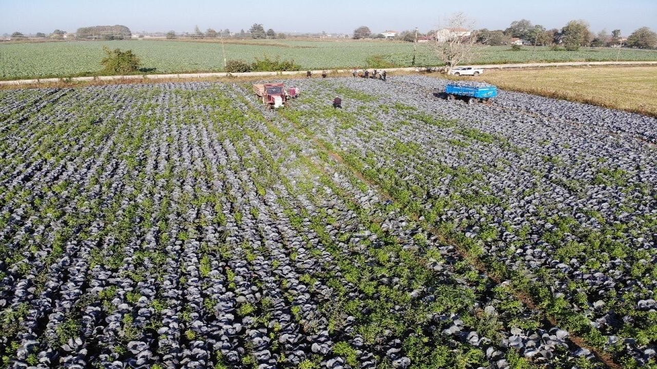 Tarımın görünmeyen kahramanı Samsun